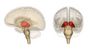 Ode To My Thalamus 
