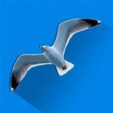 Hamza_dz