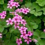 Les Oxalis