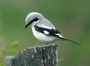 Shrike