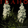 The Bayonet E.P.