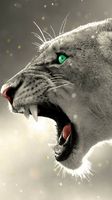 Bagheera