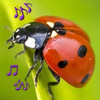 Efelji