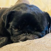 Jabba