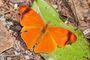 Le Papillon