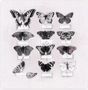 Le Collectionneur [Single]
