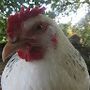 La vie secrète des poules