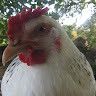 La vie secrète des poules