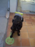 Natachou