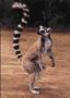 makicatta