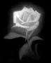 VIve EvANescEnce