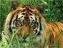 Emiliegarou