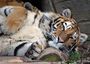 Emiliegarou