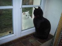 catty