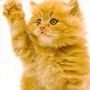 *°*°thalie°*°*