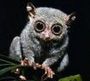 tarsier