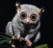 tarsier