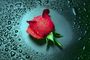 Le_MaRoK1_Du_93