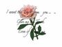 Lilly33