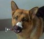 wolfi