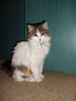 Syla7659