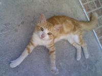 WIAM