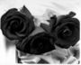BlAck-Ros£