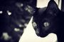 Sekhmet_501