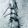 Infliction (1996)