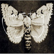 Cinema Strange (2001)