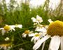 Hello_laeti