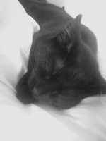 liliii