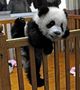love pandas