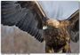 eagle39